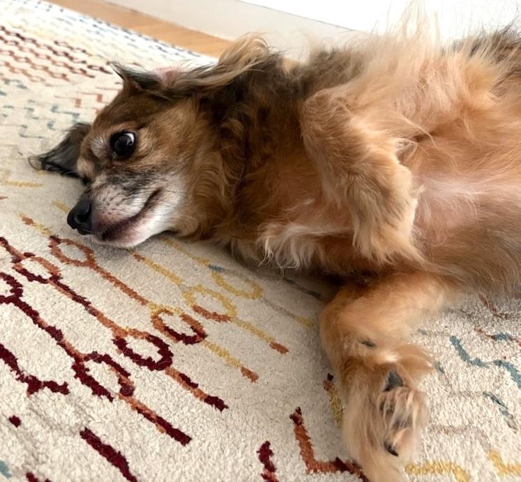 Enlarge Ramsey, an adopted mixed breed in Brooklyn, NY image 4/5