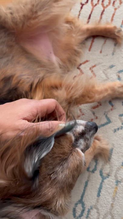 Enlarge Ramsey, an adopted mixed breed in Brooklyn, NY video 2/5