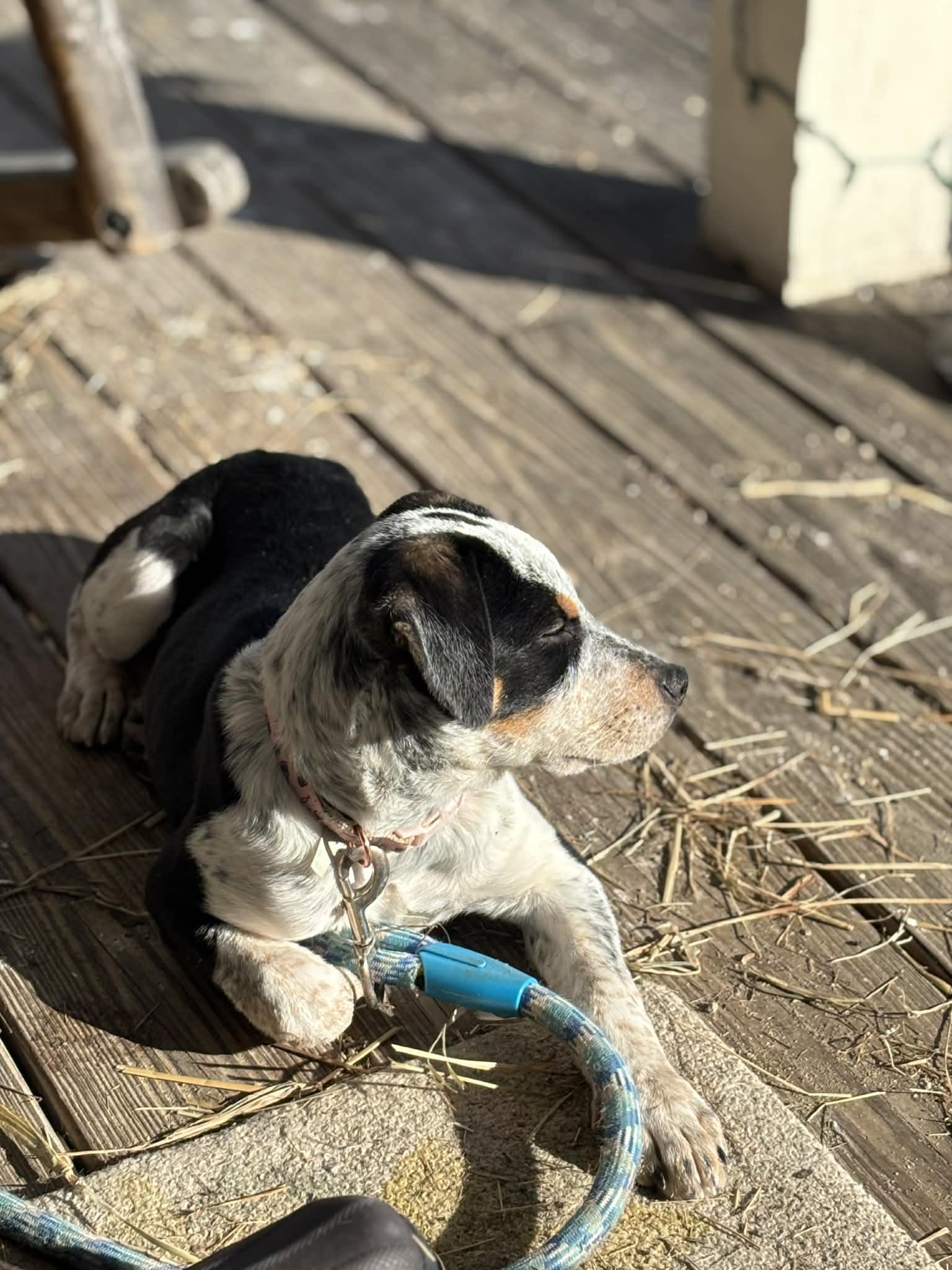 Enlarge Freckles, an adoptable mixed breed in Brunswick, ME image 3/3