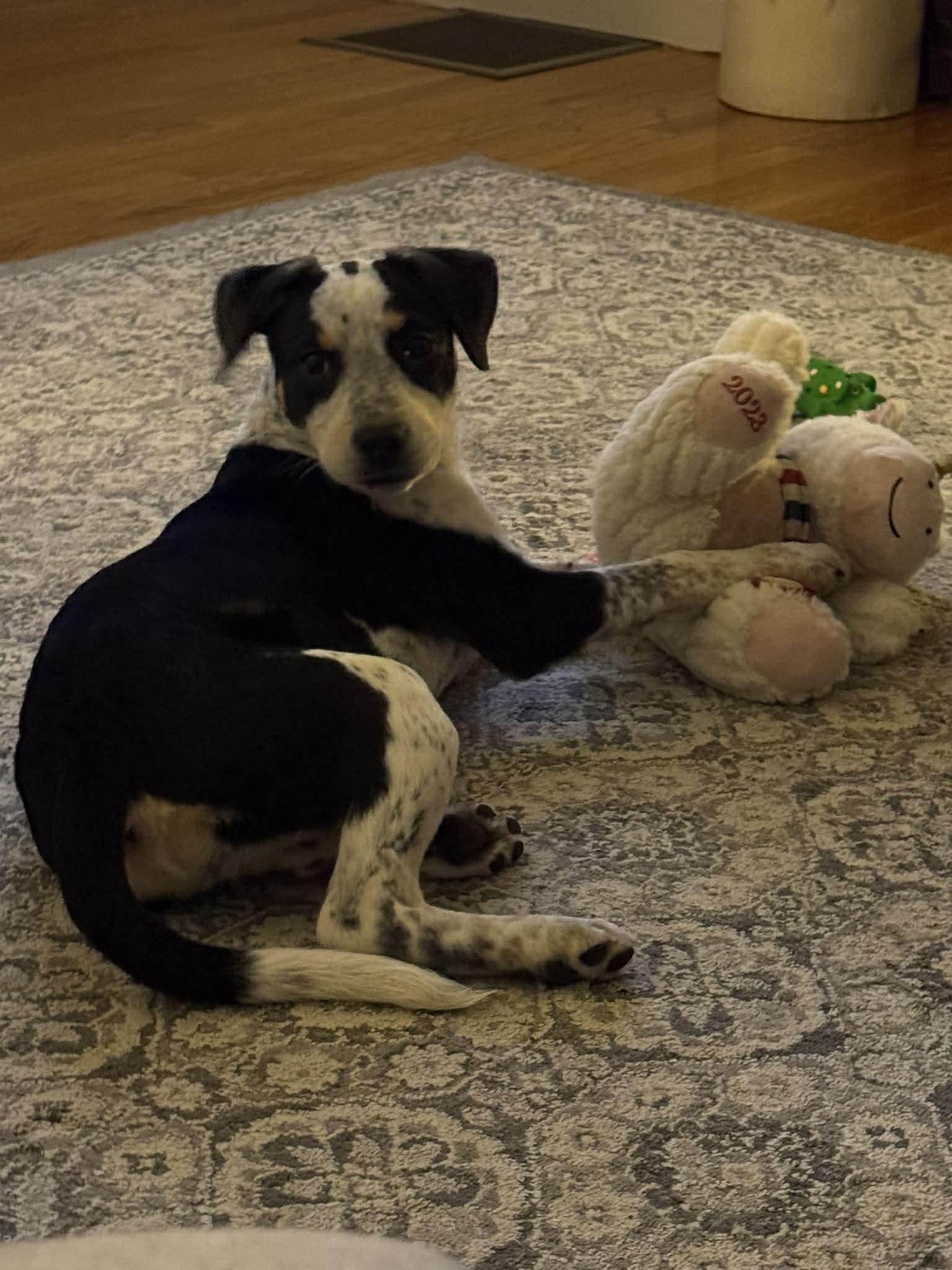 Enlarge Freckles, an adoptable mixed breed in Brunswick, ME image 1/4