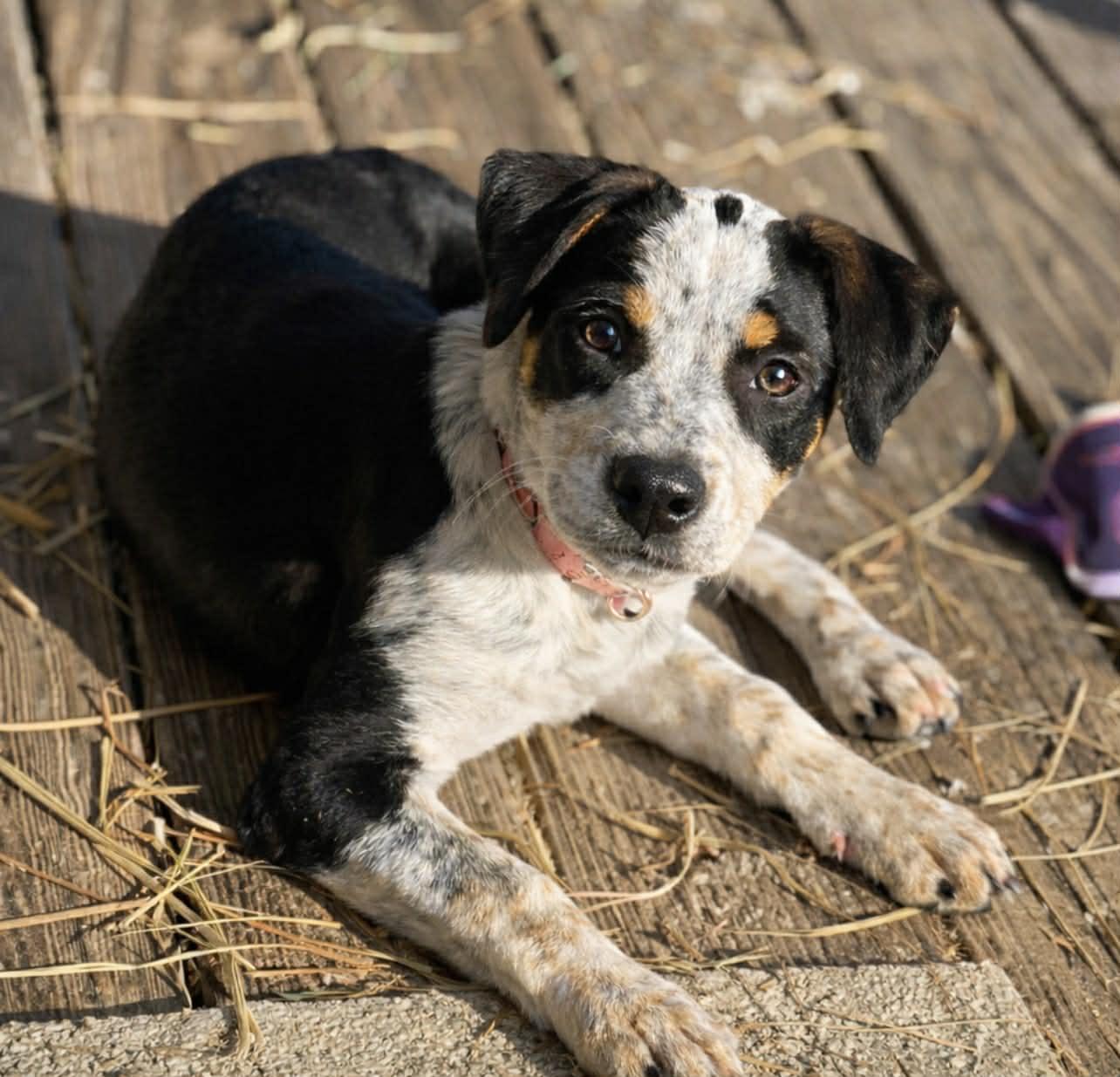 Enlarge Freckles, an adoptable mixed breed in Brunswick, ME image 1/3