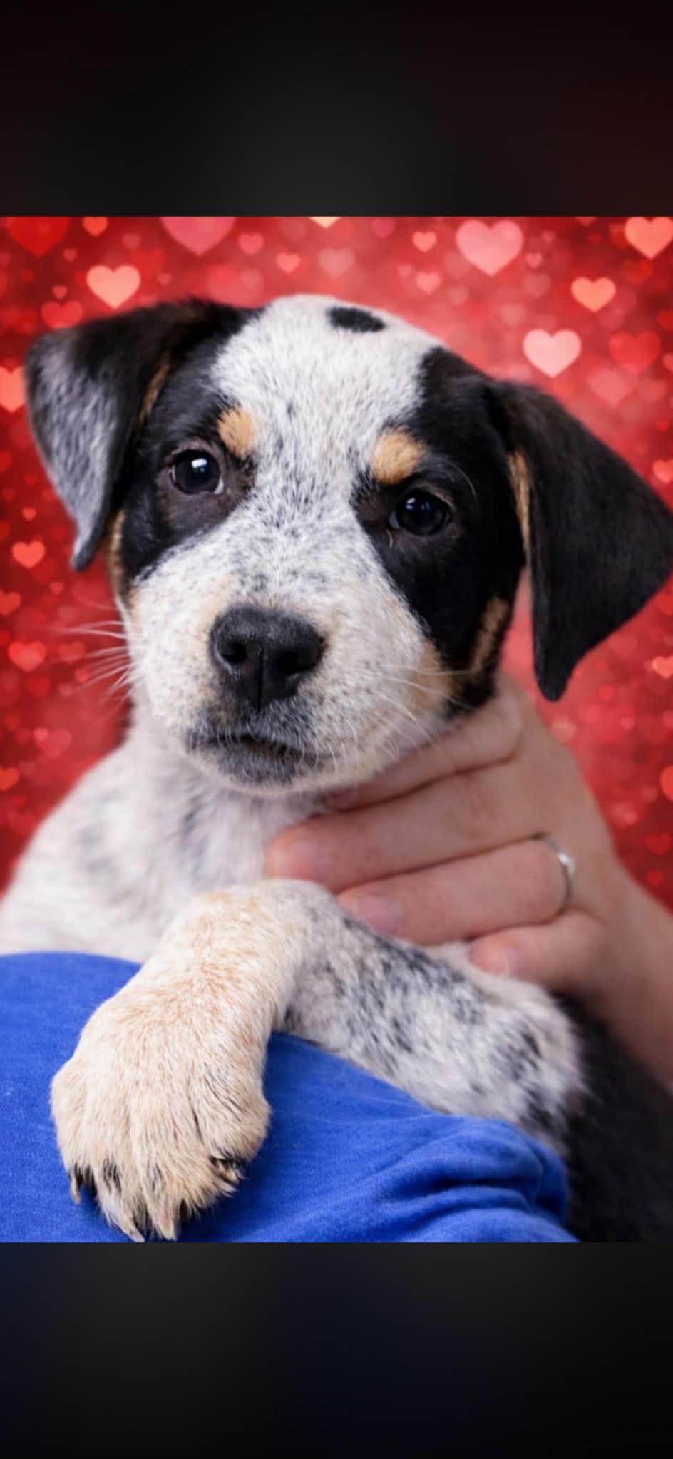 Enlarge Freckles, a ADOPTABLE mixed breed in Brunswick, ME image 1/1