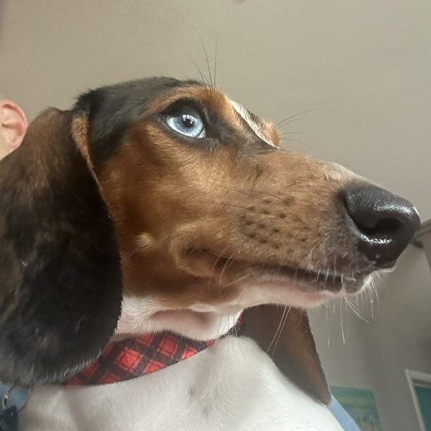Frank Sinatra, Adoptable, Puppy Male Dachshund.