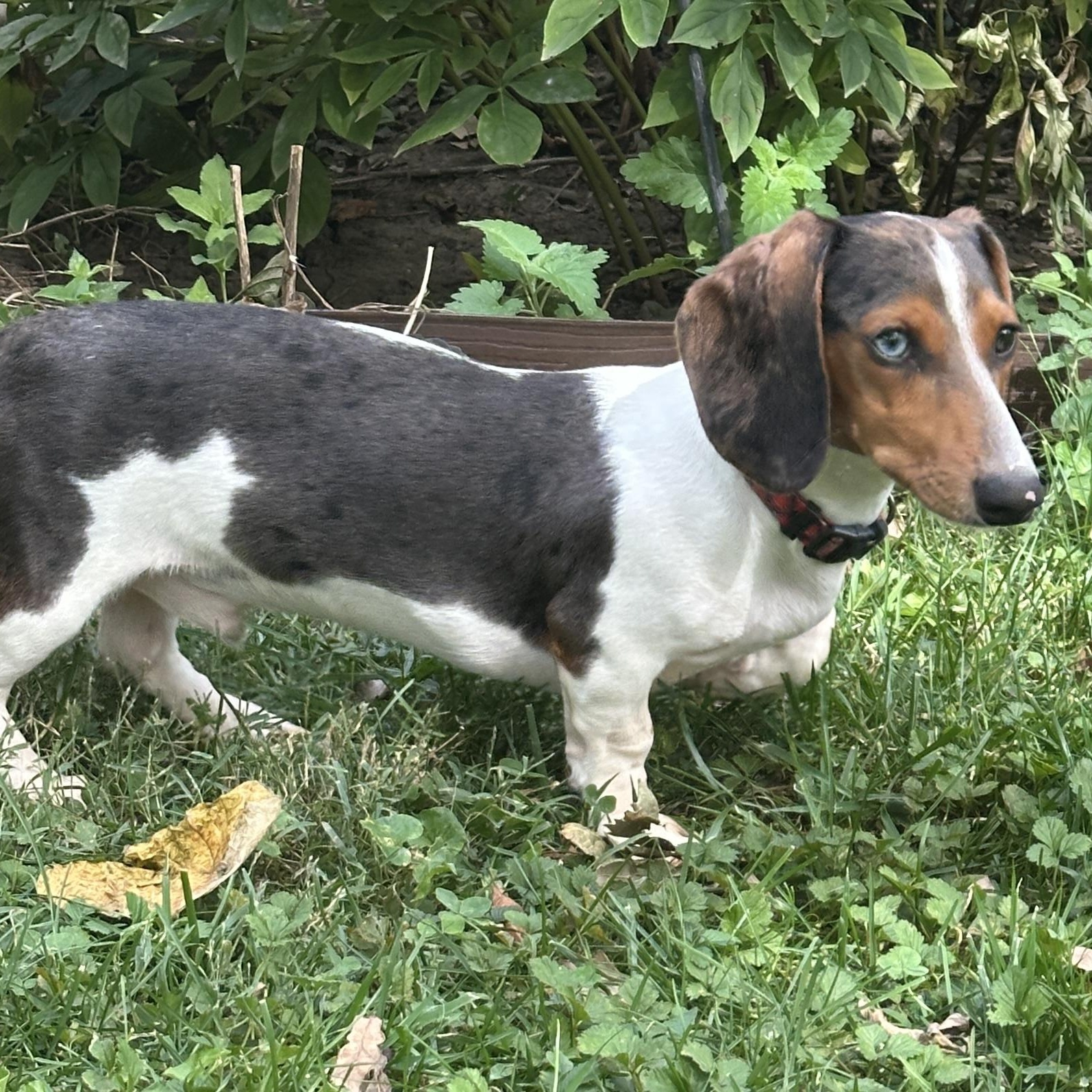 Enlarge Frank Sinatra, a Adoptable Dachshund in Omaha, NE image 3/5