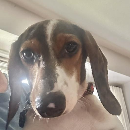 Enlarge Frank Sinatra, a Adoptable Dachshund in Omaha, NE image 3/3