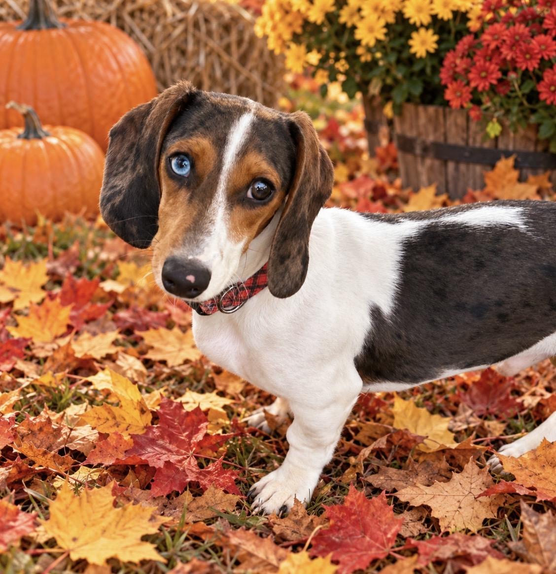 Frank Sinatra, Adoptable, Puppy Male Dachshund.