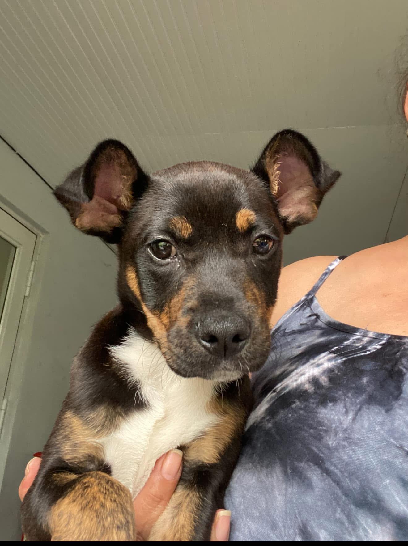 Snickers, ADOPTABLE, Puppy Male Labrador Retriever.