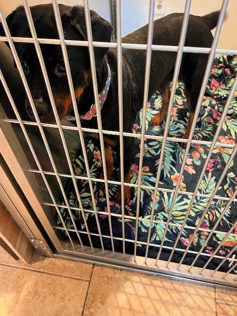 Enlarge Zena - view video below too, a Adopted Rottweiler in Mount Laurel, NJ image 1/3