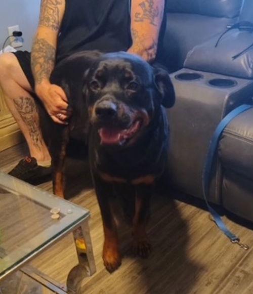 Enlarge Zena - view video below too, a Adopted Rottweiler in Mount Laurel, NJ image 2/3