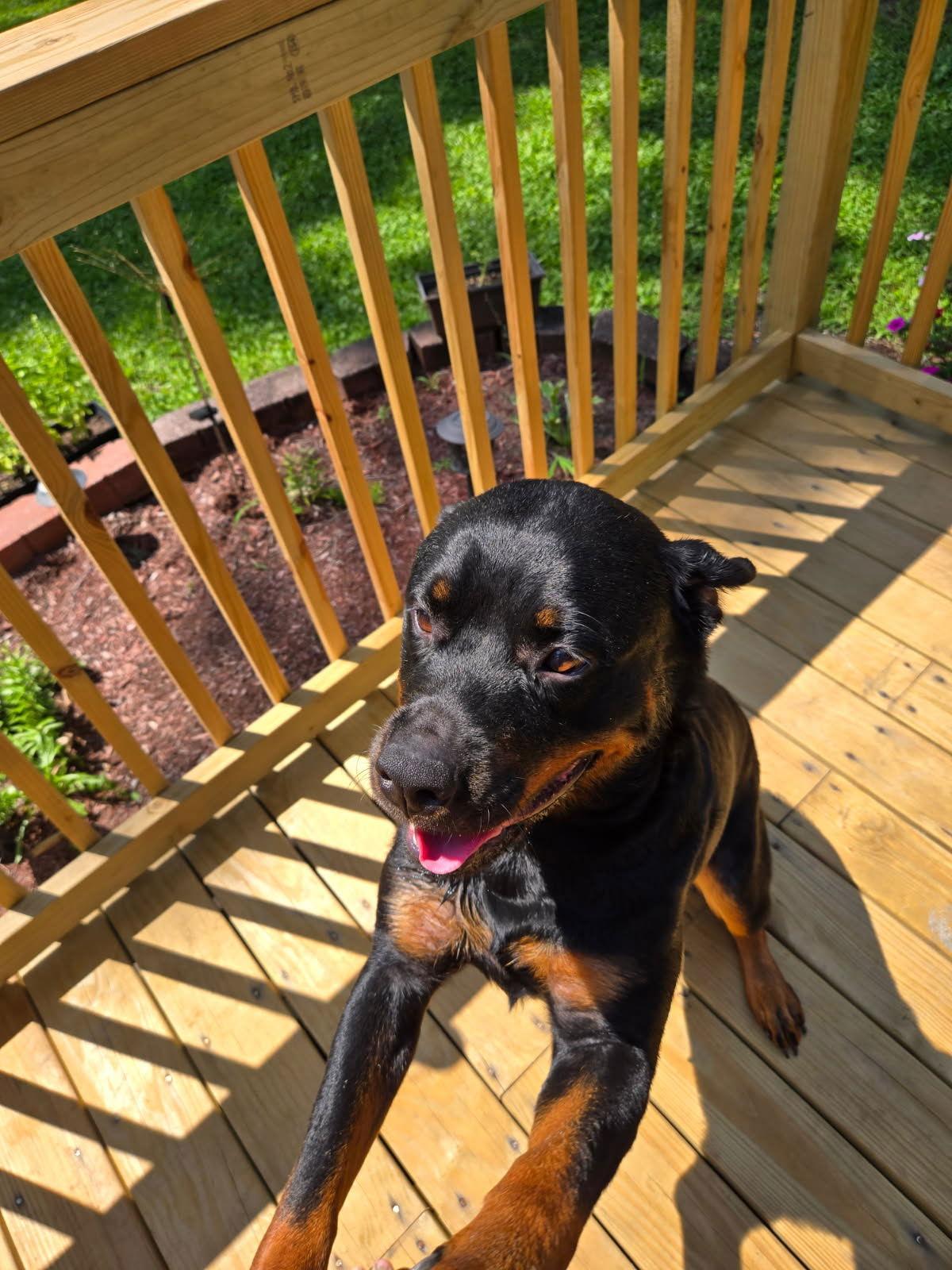 Enlarge Zena - view video below too, a Adopted Rottweiler in Mount Laurel, NJ image 3/3