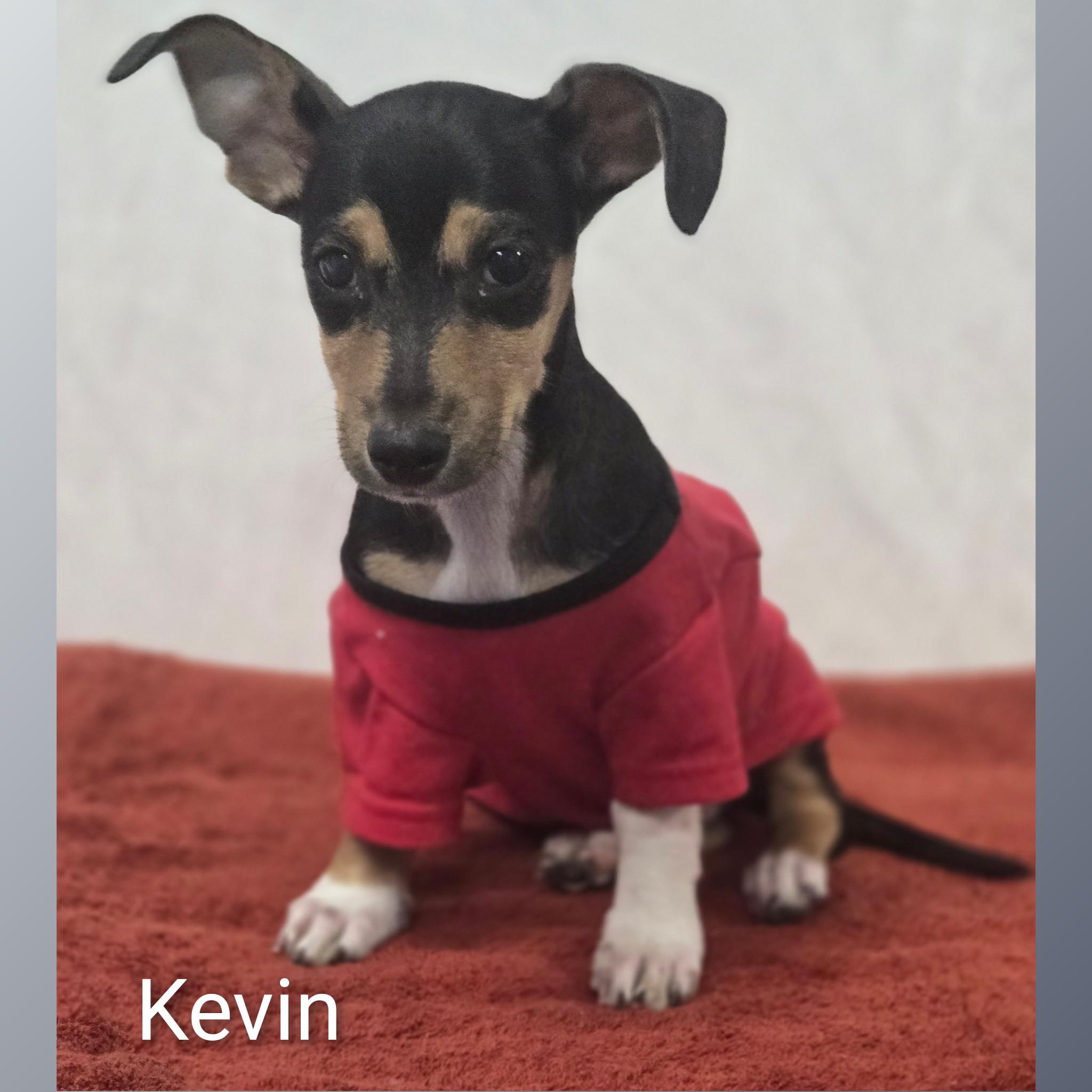 Kevin, adopted, Puppy Male Chiweenie.