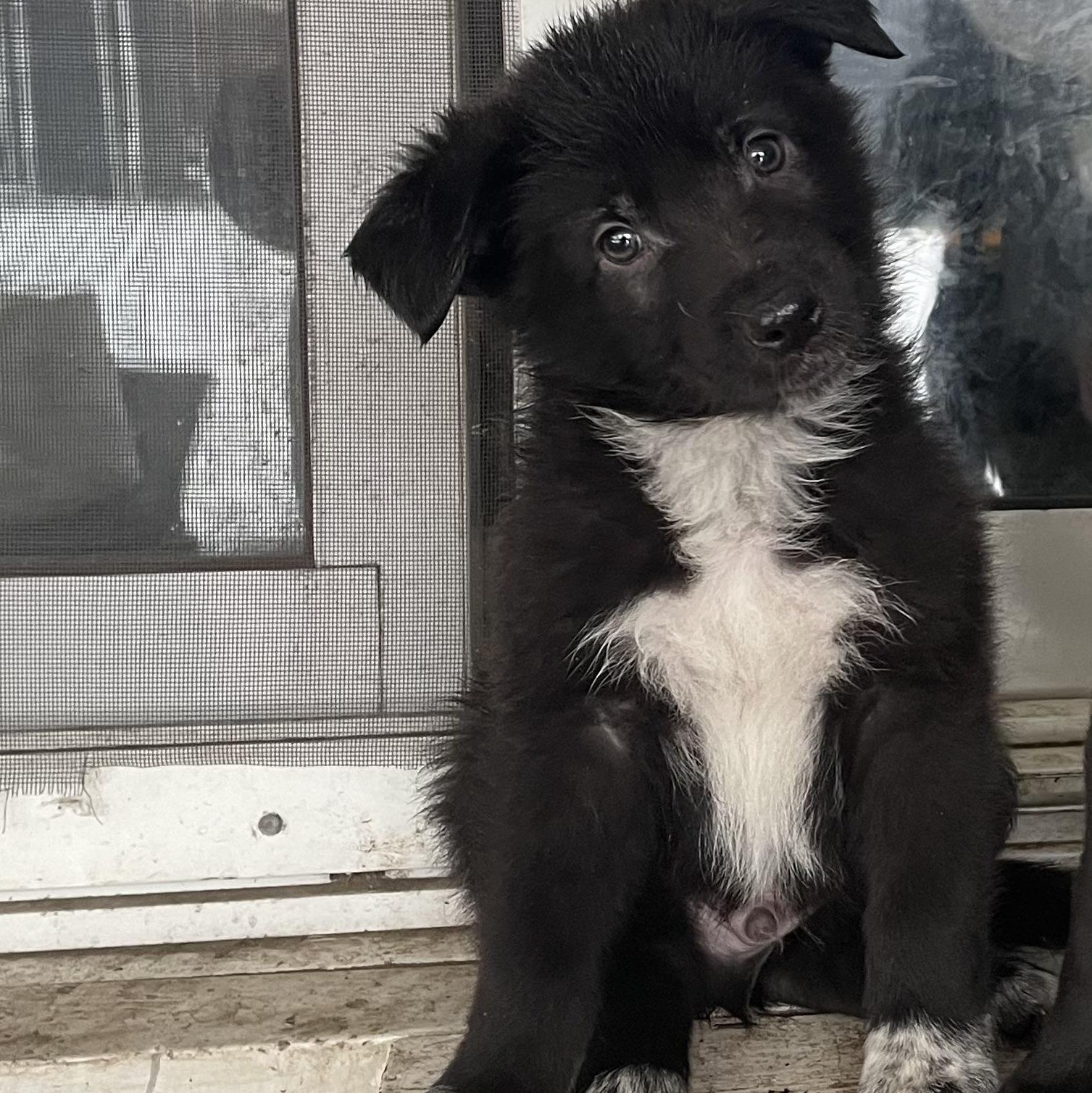 Chestnut, Adoptable, Puppy Male German Shepherd Dog & Australian Cattle Dog / Blue Heeler.