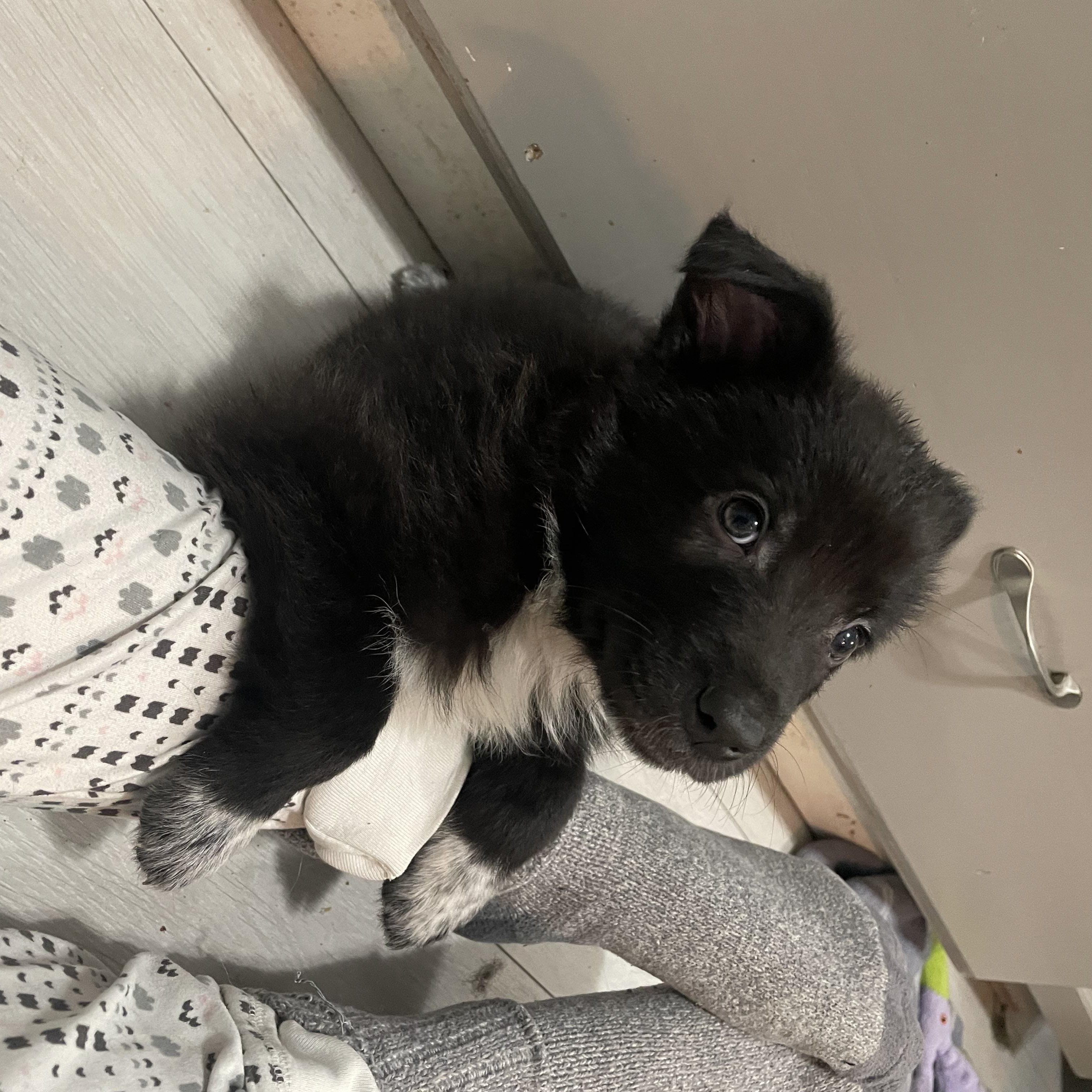 Enlarge Chestnut, a Adoptable mixed breed in Brantford, ON image 2/6