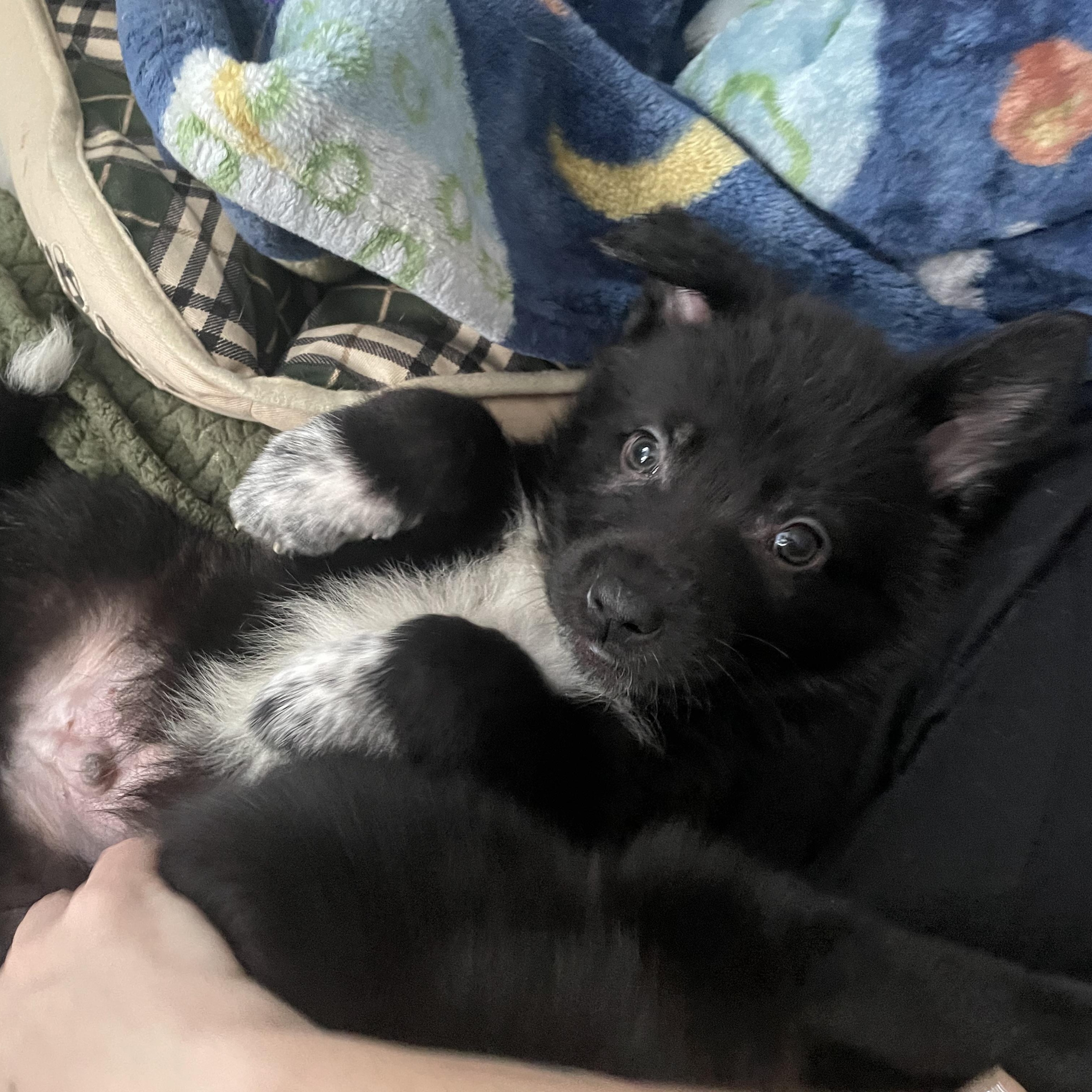 Enlarge Chestnut, a Adoptable mixed breed in Brantford, ON image 4/6