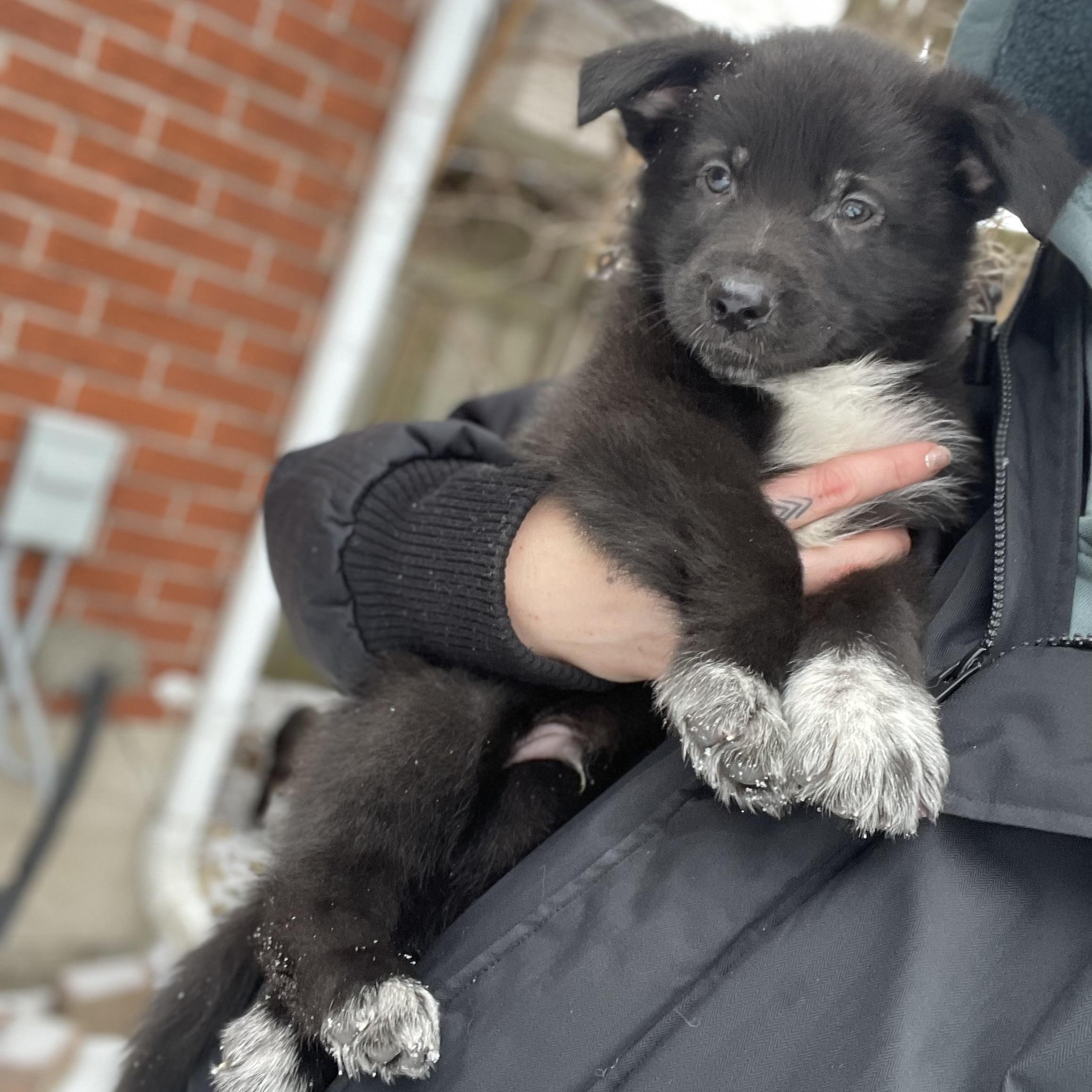 Enlarge Chestnut, a Adoptable mixed breed in Brantford, ON image 3/6