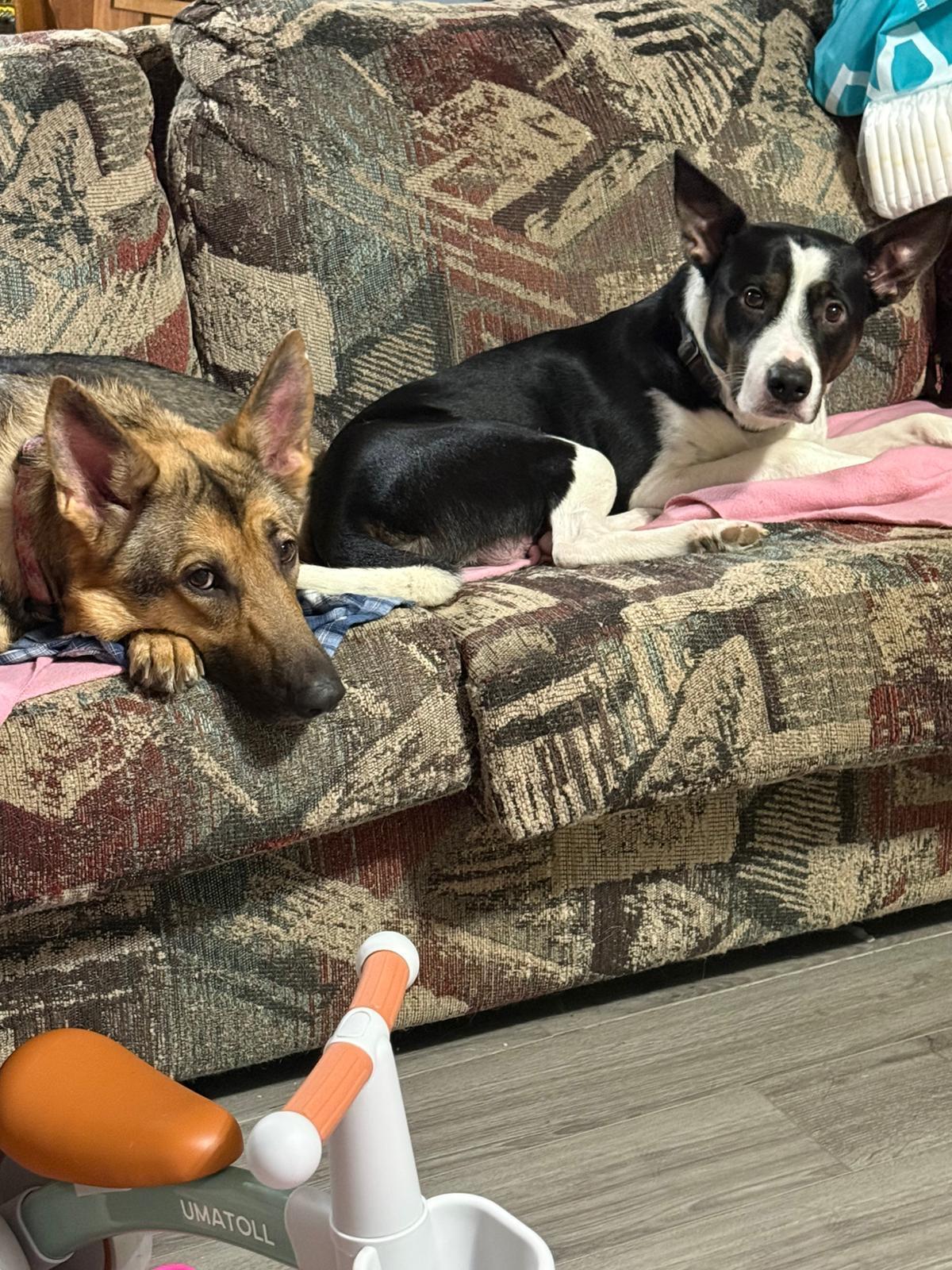 Enlarge Chestnut, a Adoptable mixed breed in Brantford, ON image 6/6