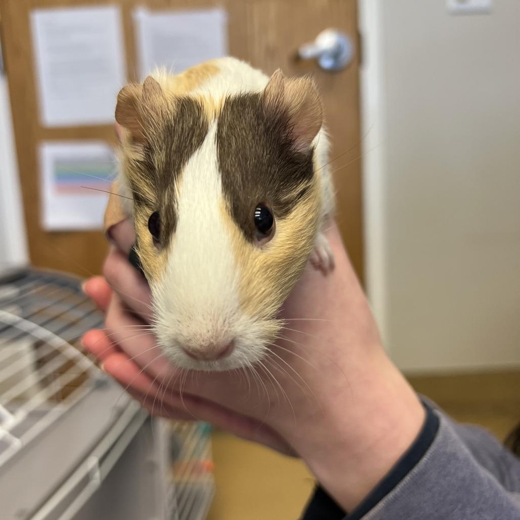 Cinnamon, ADOPTABLE, Young Female Guinea Pig.