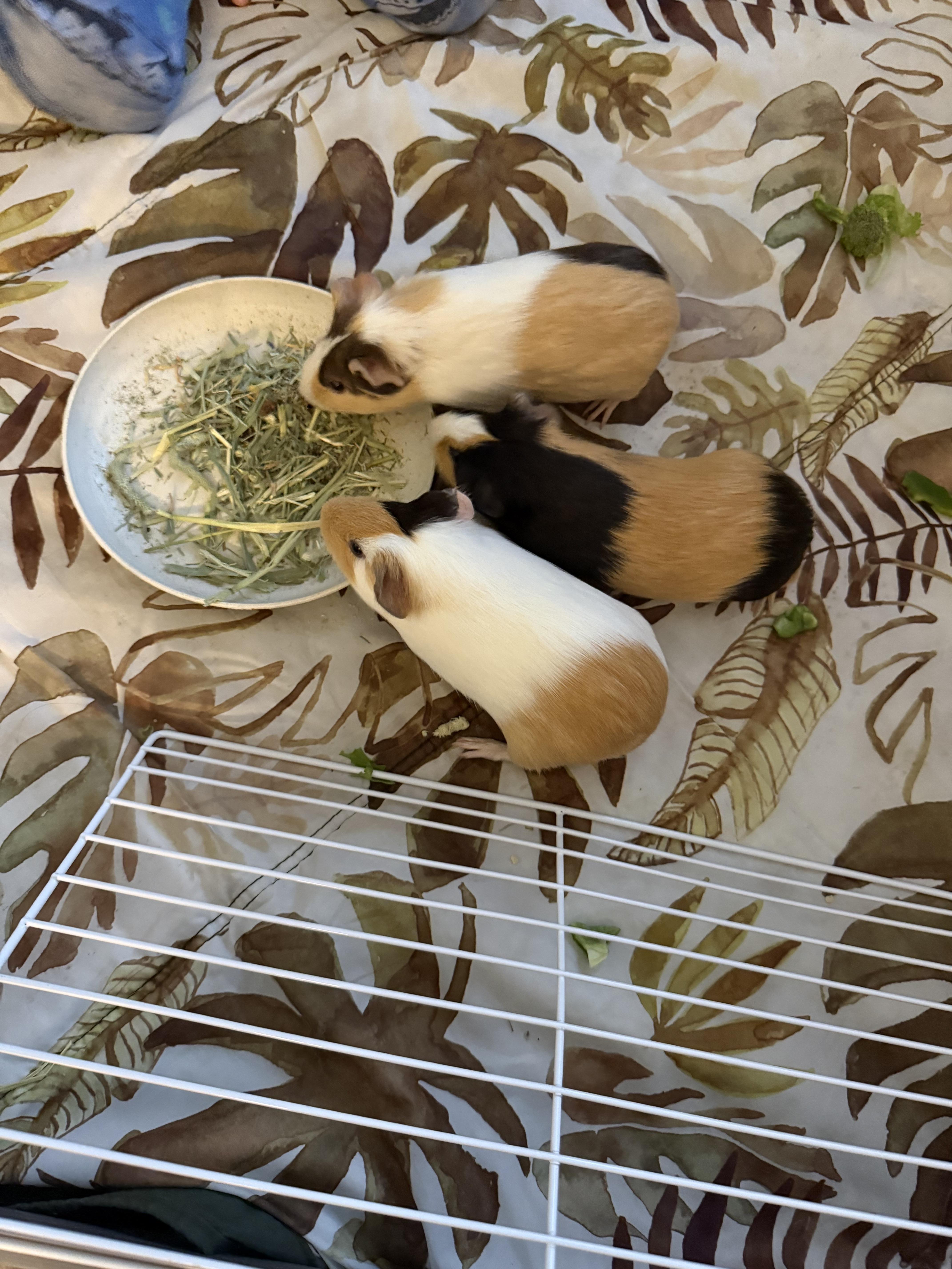 Enlarge Cinnamon, a ADOPTABLE Guinea Pig in Nantucket, MA image 3/4