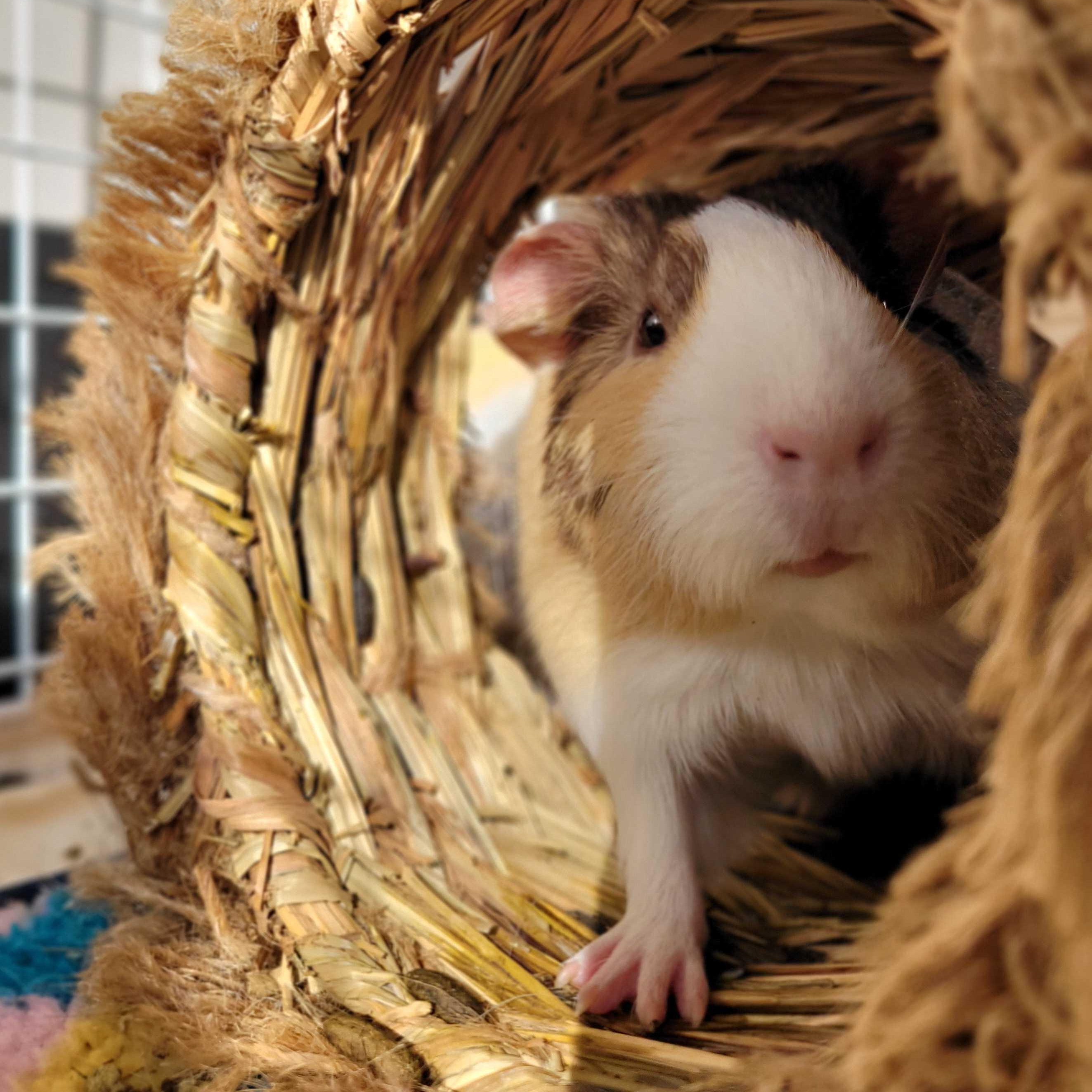 Cinnamon, ADOPTABLE, Young Female Guinea Pig.