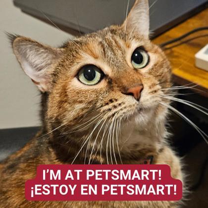 Enlarge Rose, a Adoptable mixed breed in Carrollton, TX image 1/3