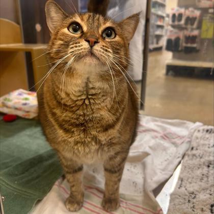 Enlarge Rose, a Adoptable mixed breed in Carrollton, TX image 2/3