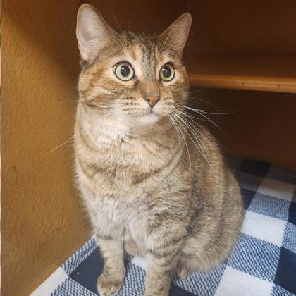 Enlarge Rose, a Adoptable mixed breed in Carrollton, TX image 3/3