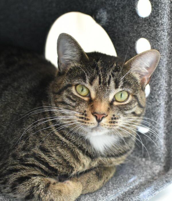 Brook, Adoptable, Adult Female Domestic Short Hair.