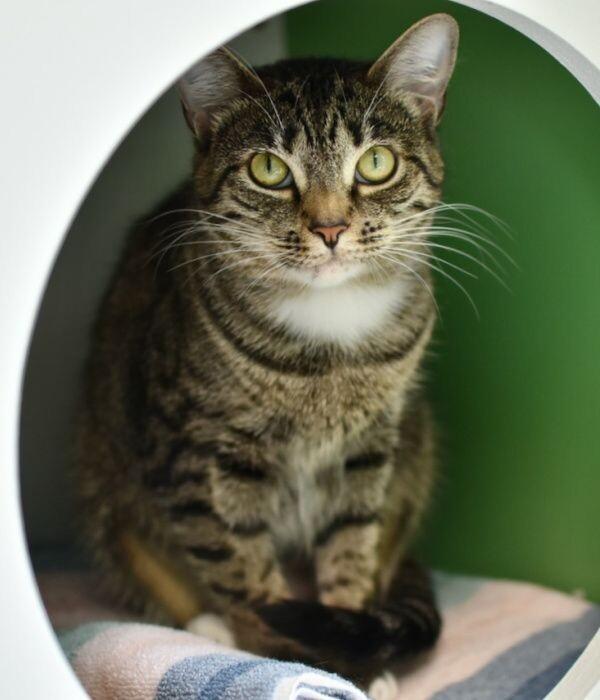 Enlarge Brook, a Adoptable Domestic Short Hair in Marietta, GA image 2/5