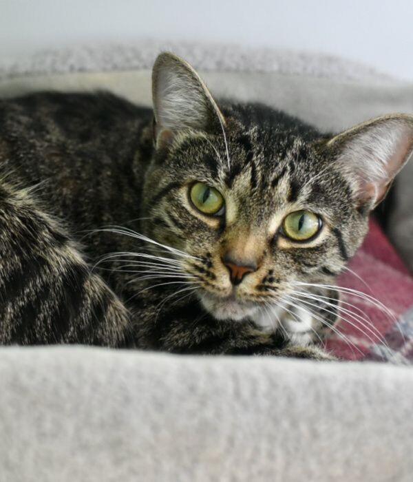 Enlarge Brook, a Adoptable Domestic Short Hair in Marietta, GA image 3/5