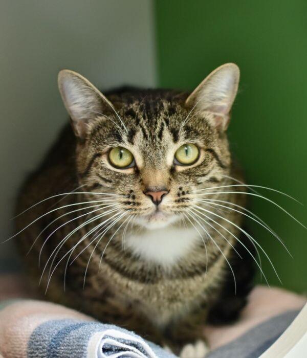 Enlarge Brook, a Adoptable Domestic Short Hair in Marietta, GA image 4/5