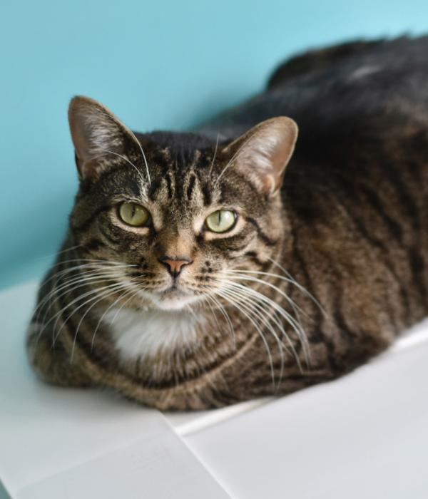 Enlarge Brook, a Adoptable Domestic Short Hair in Marietta, GA image 5/6