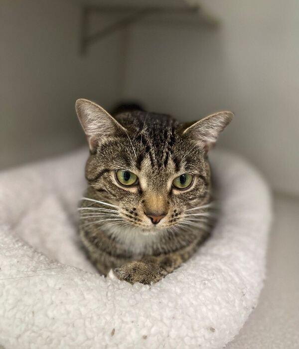 Enlarge Brook, a Adoptable Domestic Short Hair in Marietta, GA image 5/5