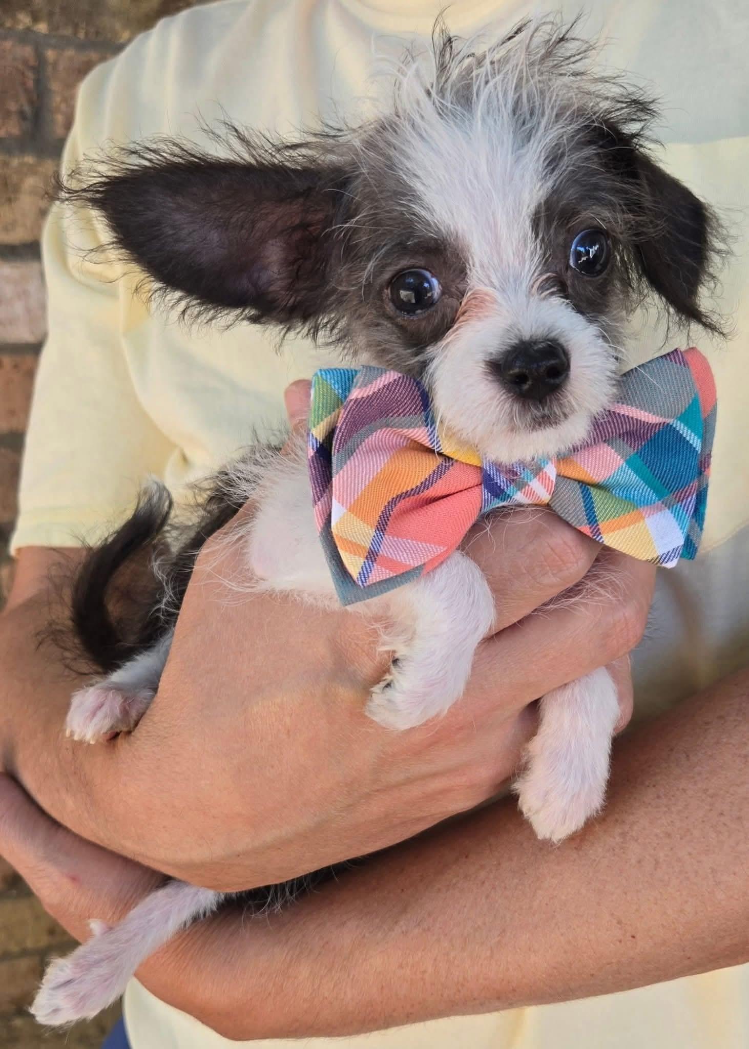 DALLAS, Adopted, Young Male Wirehaired Terrier & Chihuahua.