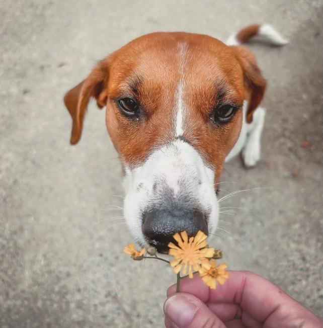Georgia, ADOPTABLE, Adult Female Beagle & Australian Cattle Dog / Blue Heeler.