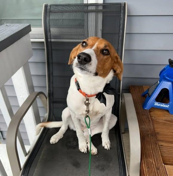 Enlarge Georgia, a ADOPTABLE mixed breed in Egg Harbor City, NJ image 2/3