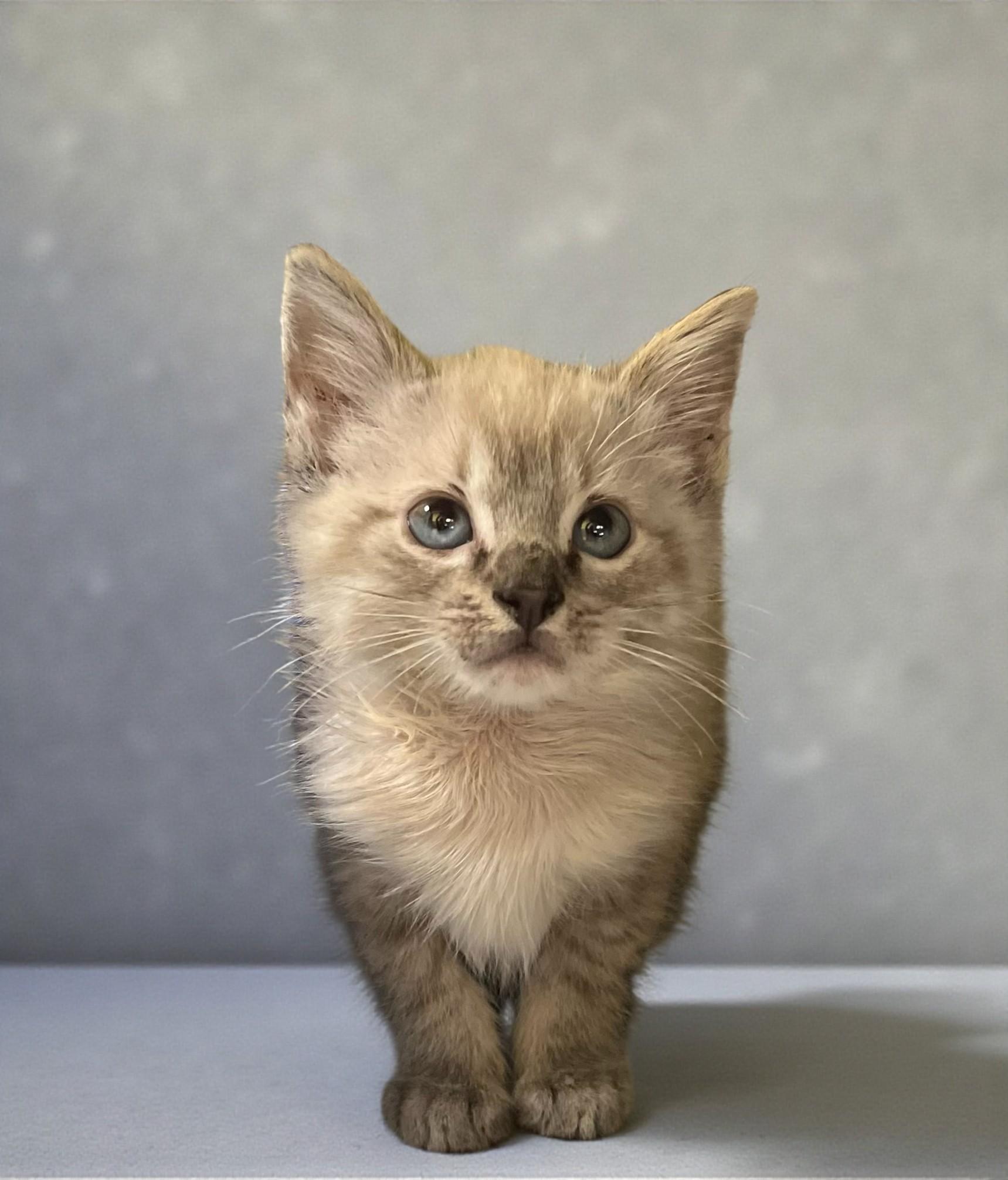 Enlarge Snowflake - Is Ready to Melt Your Heart, a Adoptable mixed breed in Hillsboro, TX image 1/3