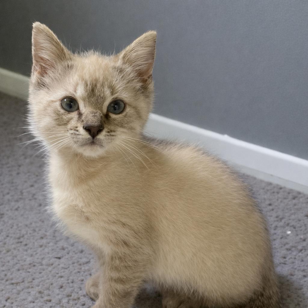 Snowflake - Is Ready to Melt Your Heart, Adoptable, Kitten Male Siamese & Domestic Short Hair.