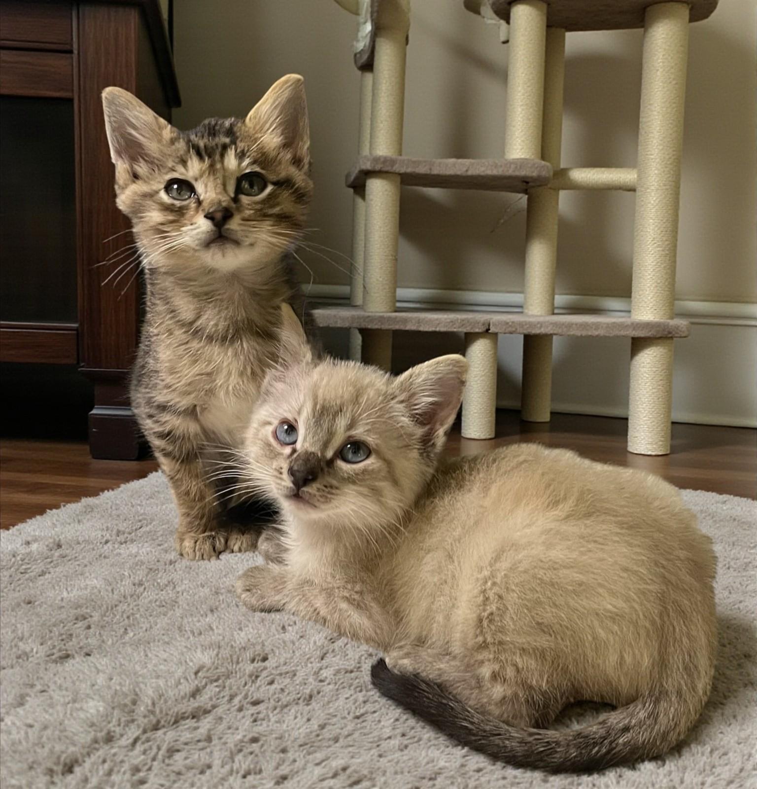 Enlarge Snowflake - Is Ready to Melt Your Heart, a Adoptable mixed breed in Hillsboro, TX image 3/3