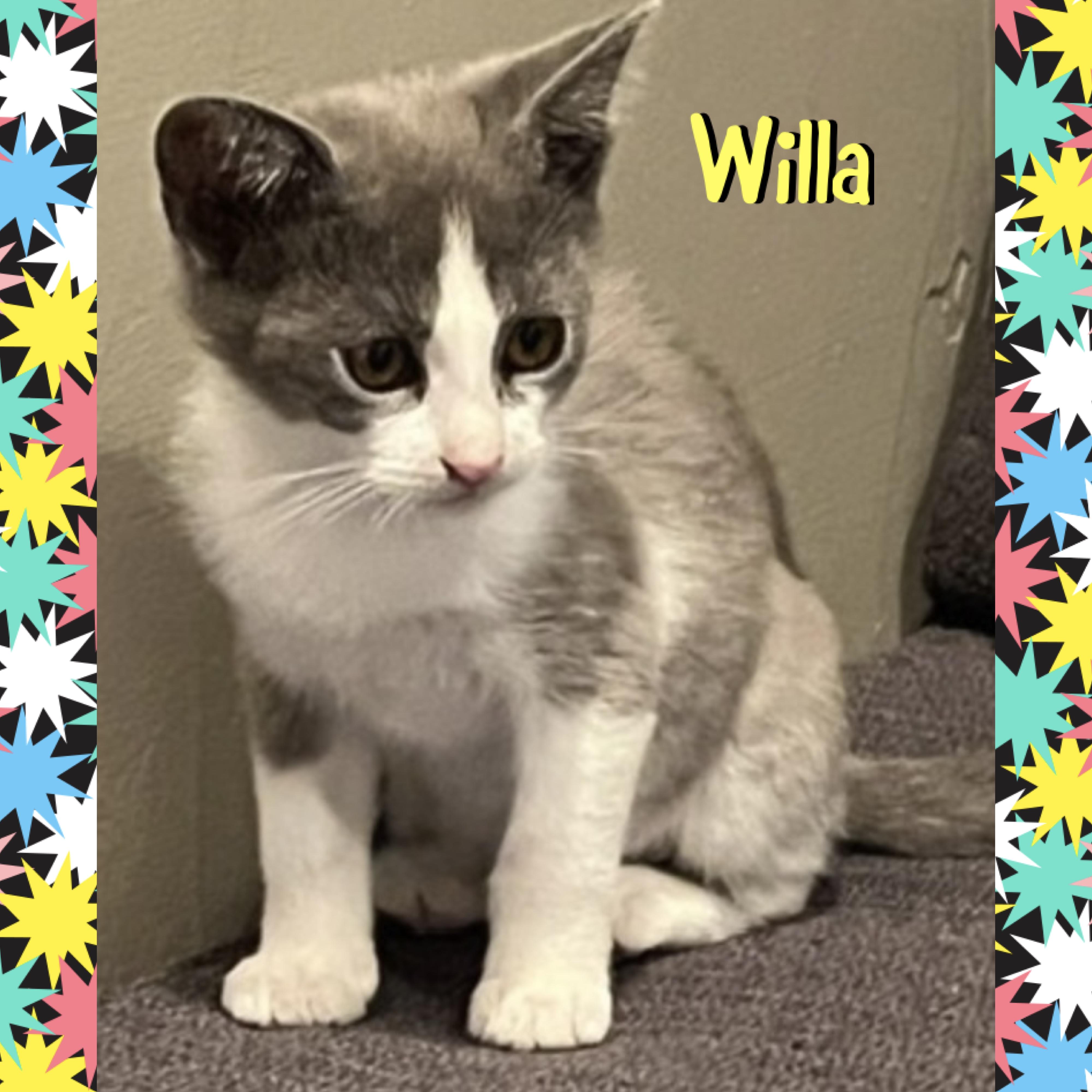 Willa, a ADOPTABLE mixed breed in Red Lodge, MT image 2/3