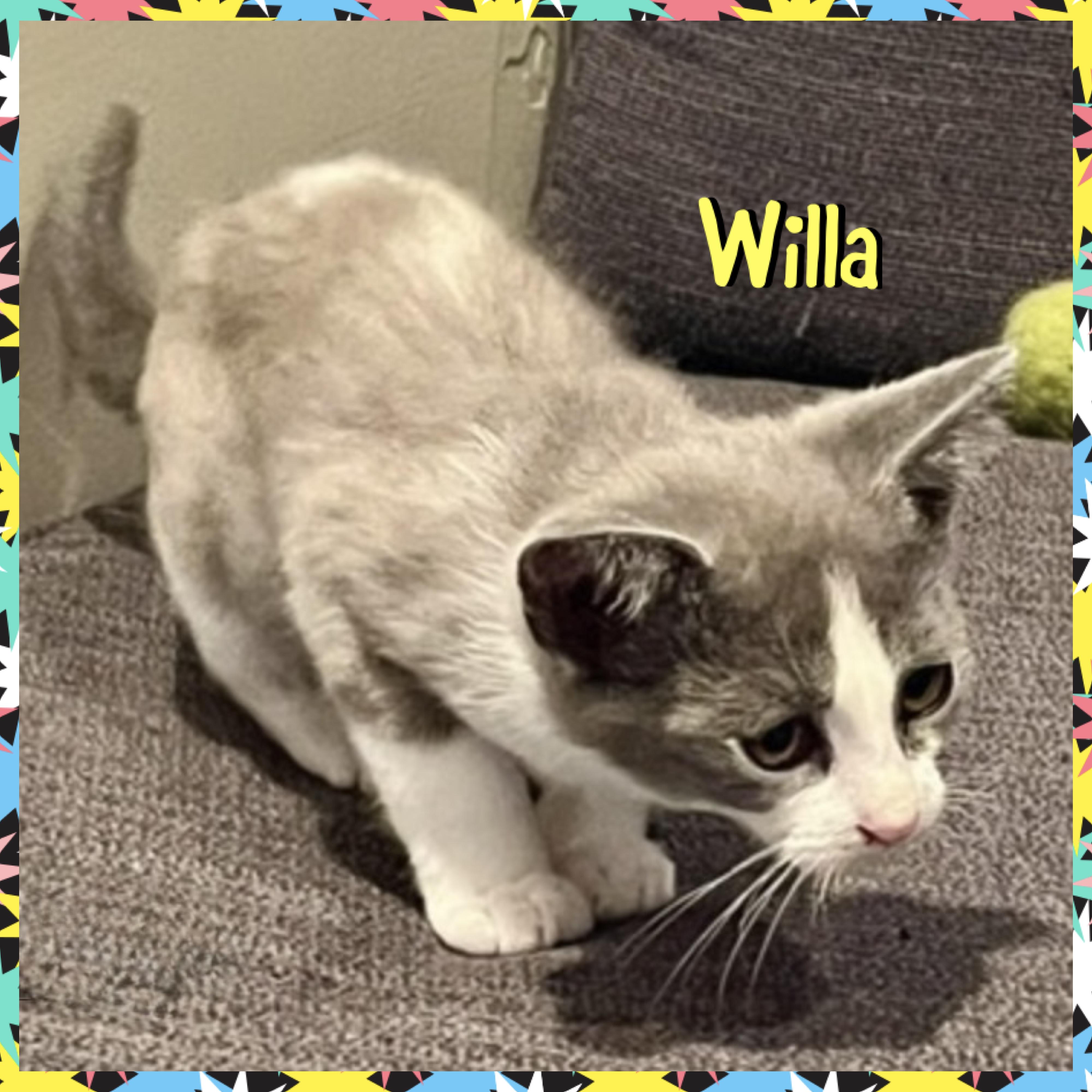 Willa, a ADOPTABLE mixed breed in Red Lodge, MT image 3/3