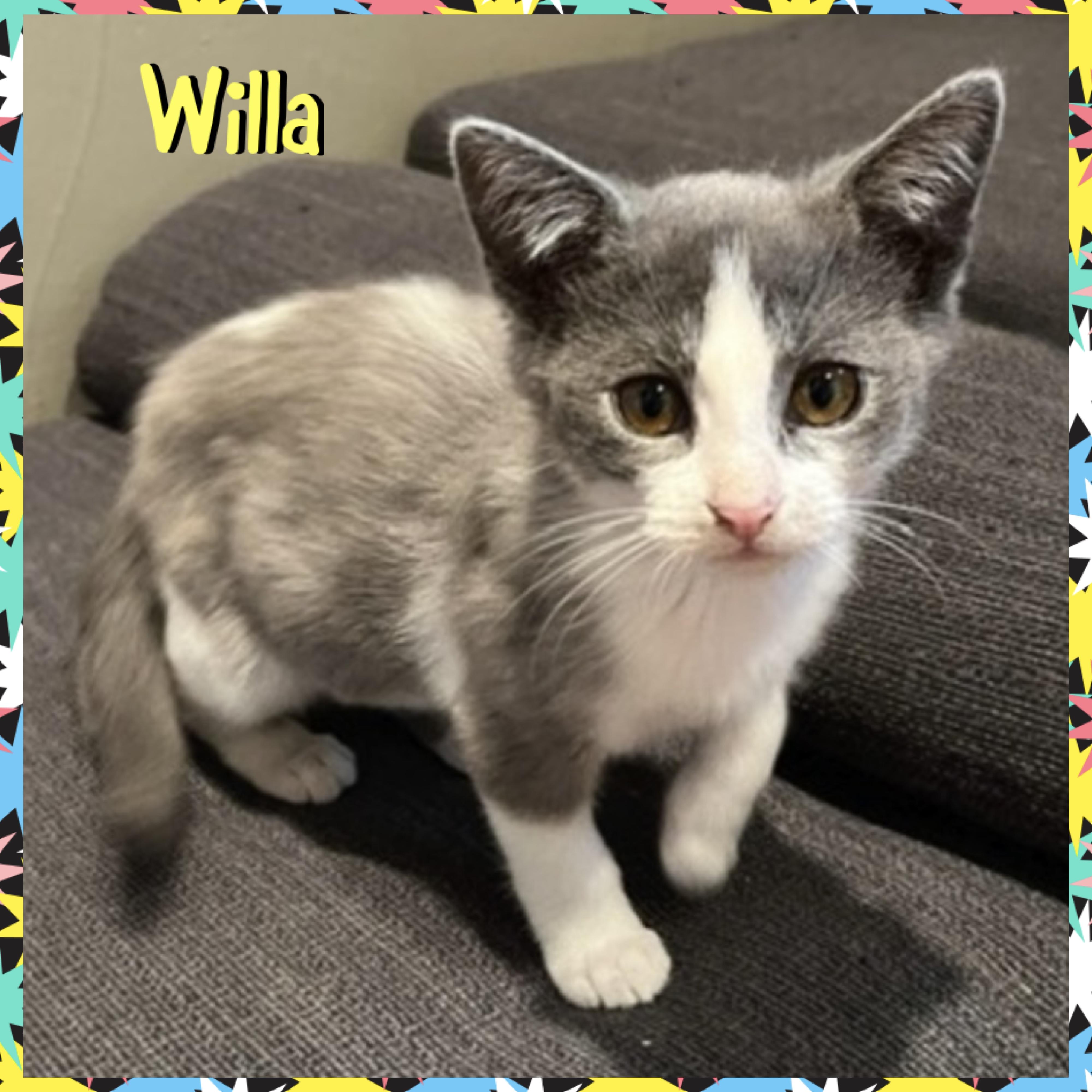 Willa, ADOPTABLE, Kitten Female Domestic Short Hair.
