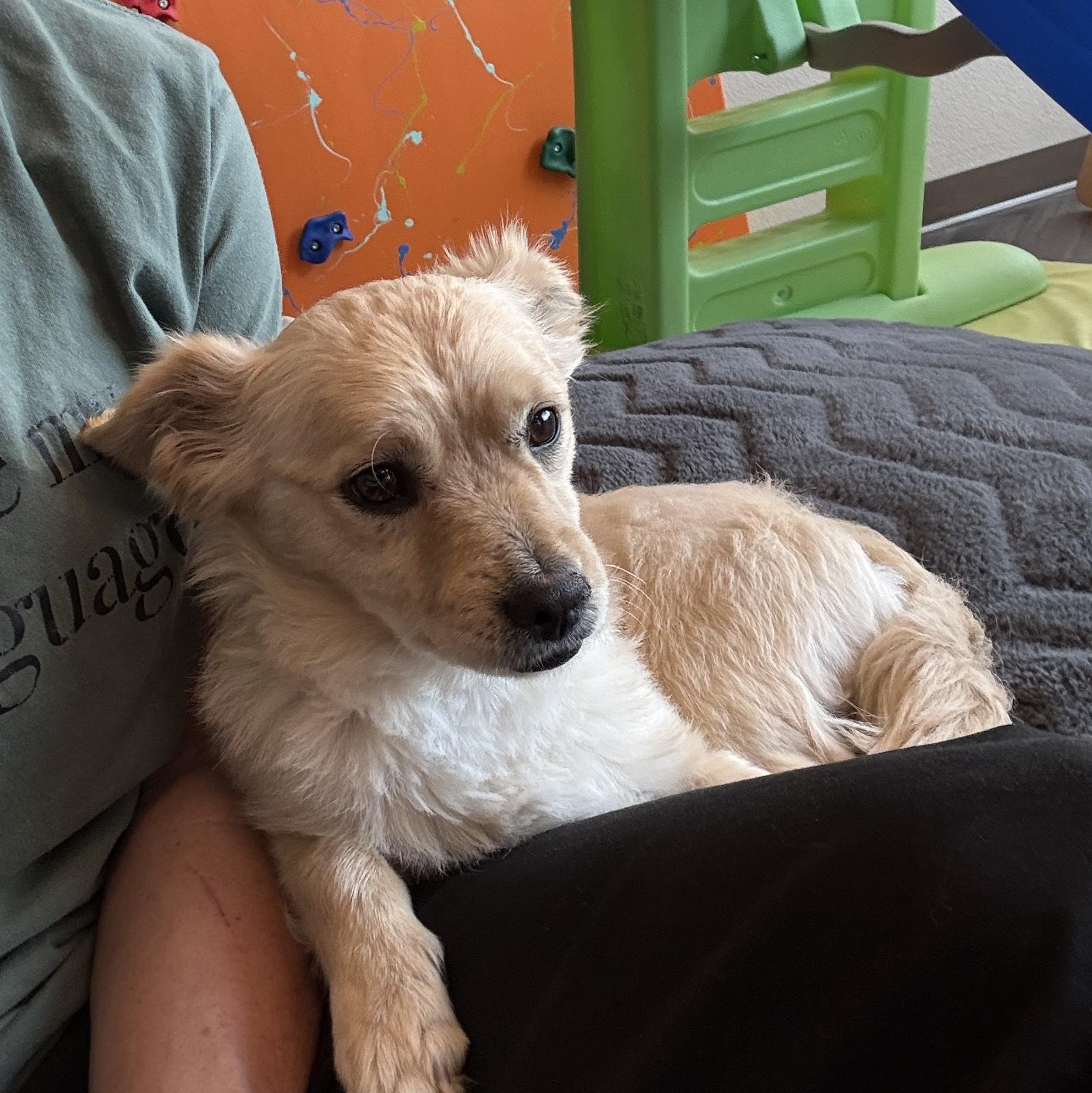 Enlarge Sean, a Adopted mixed breed in Mesa, AZ image 1/3