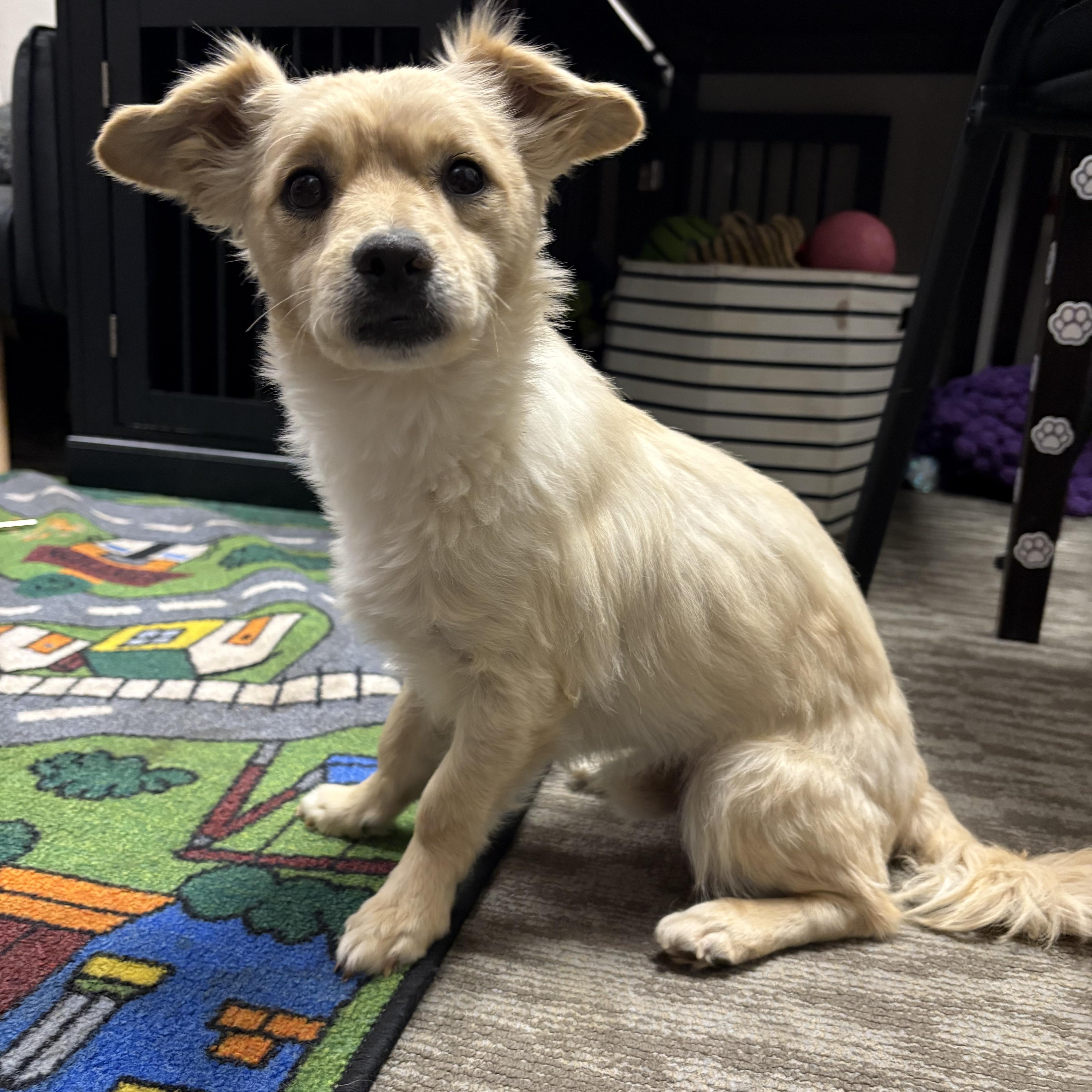 Enlarge Sean, a Adopted mixed breed in Mesa, AZ image 3/3