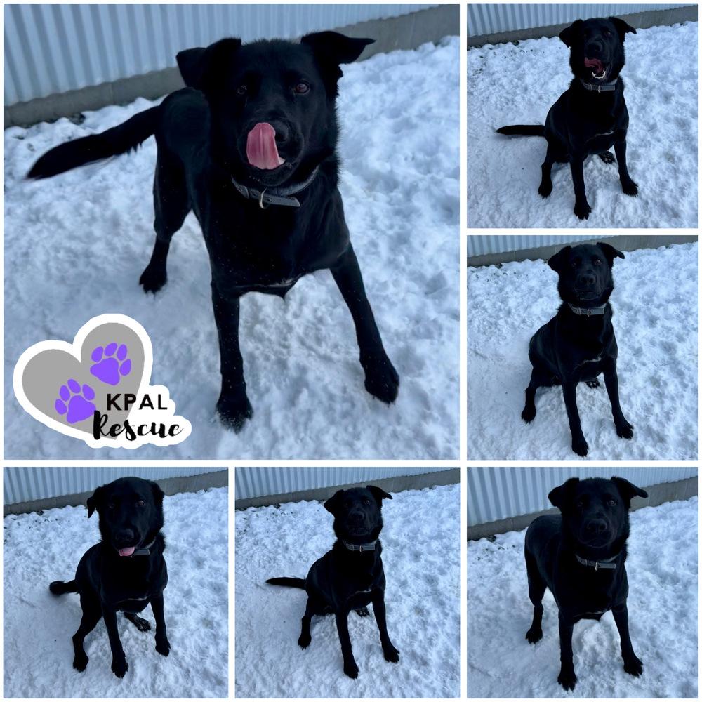 Enlarge Typhoonie Scooter - YKD #120, a Adoptable mixed breed in Kenai, AK image 1/5