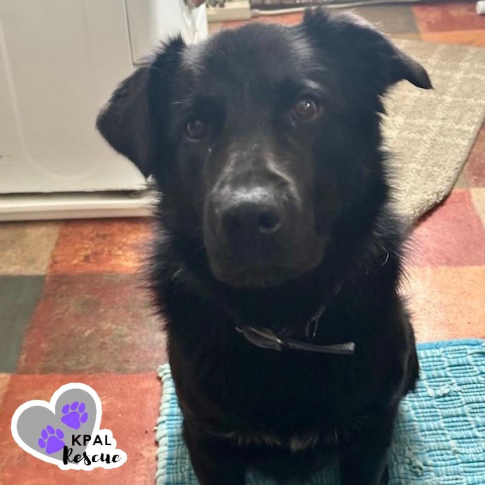 Typhoonie Scooter - YKD #120, Adoptable, Adult Male Mixed Breed & Mixed Breed.