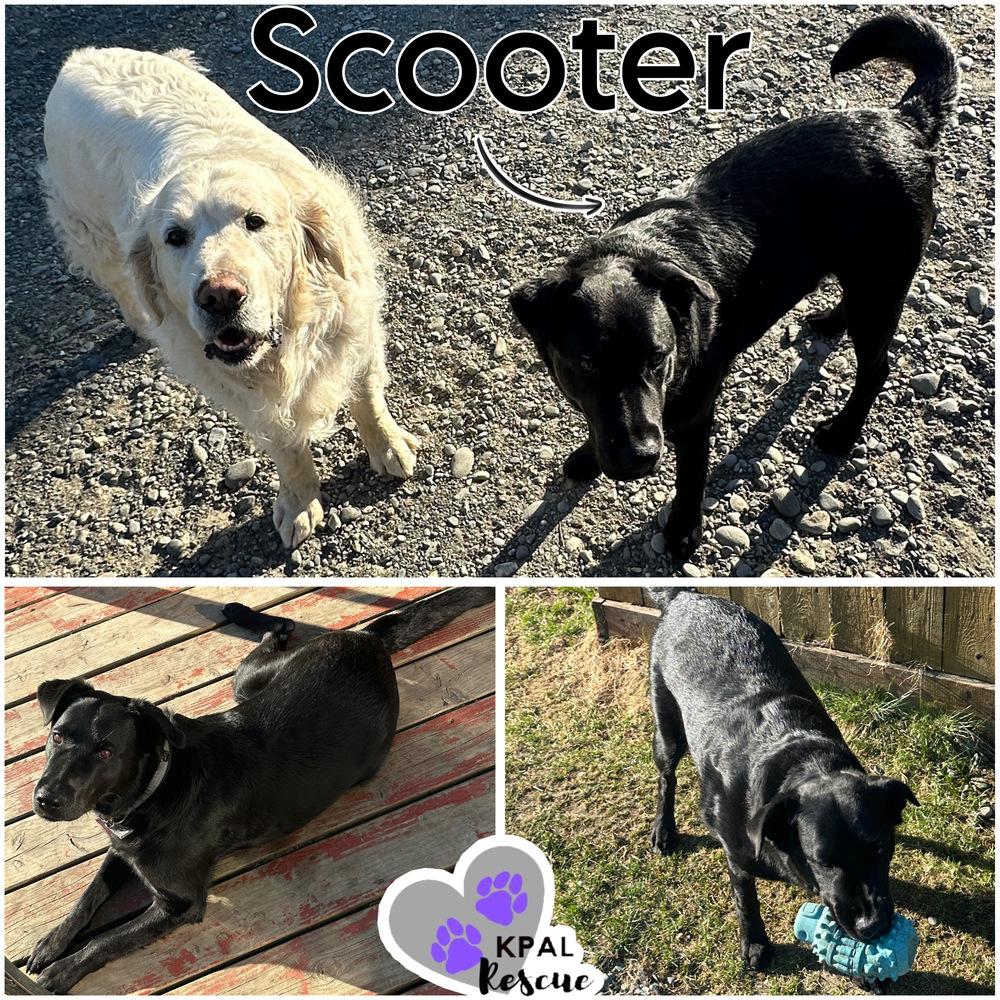 Enlarge Typhoonie Scooter - YKD #120, a Adoptable mixed breed in Kenai, AK image 3/6