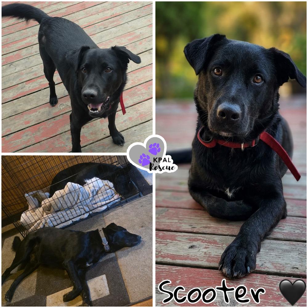 Enlarge Typhoonie Scooter - YKD #120, a Adoptable mixed breed in Kenai, AK image 4/6