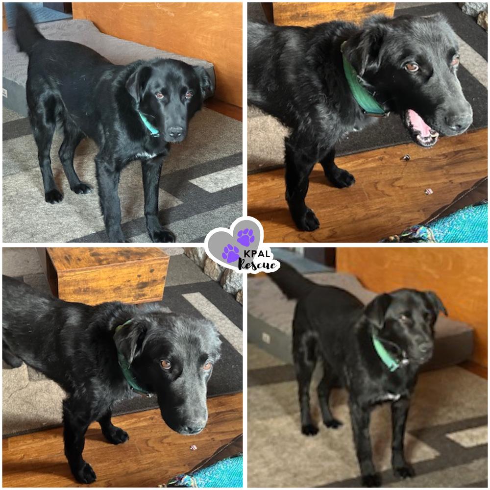 Typhoonie Scooter - YKD #120, Adoptable, Adult Male Mixed Breed & Mixed Breed.