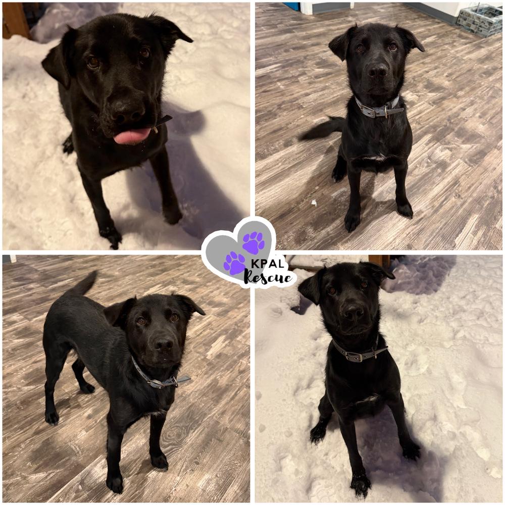 Enlarge Typhoonie Scooter - YKD #120, a Adoptable mixed breed in Kenai, AK image 4/5