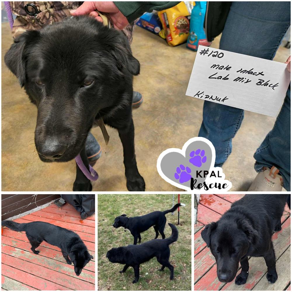 Enlarge Typhoonie Scooter - YKD #120, a Adoptable mixed breed in Kenai, AK image 5/5